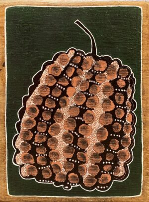 "Casuarina Nut"